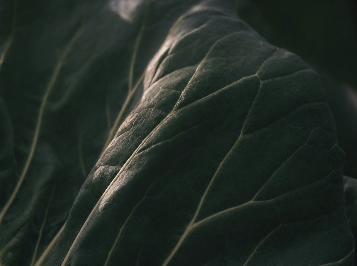 Close detail of a broad green leaf in low daylight